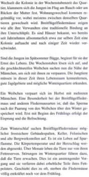 Faltblatt 'Die Breitflügelfledermaus' (Seite 4)